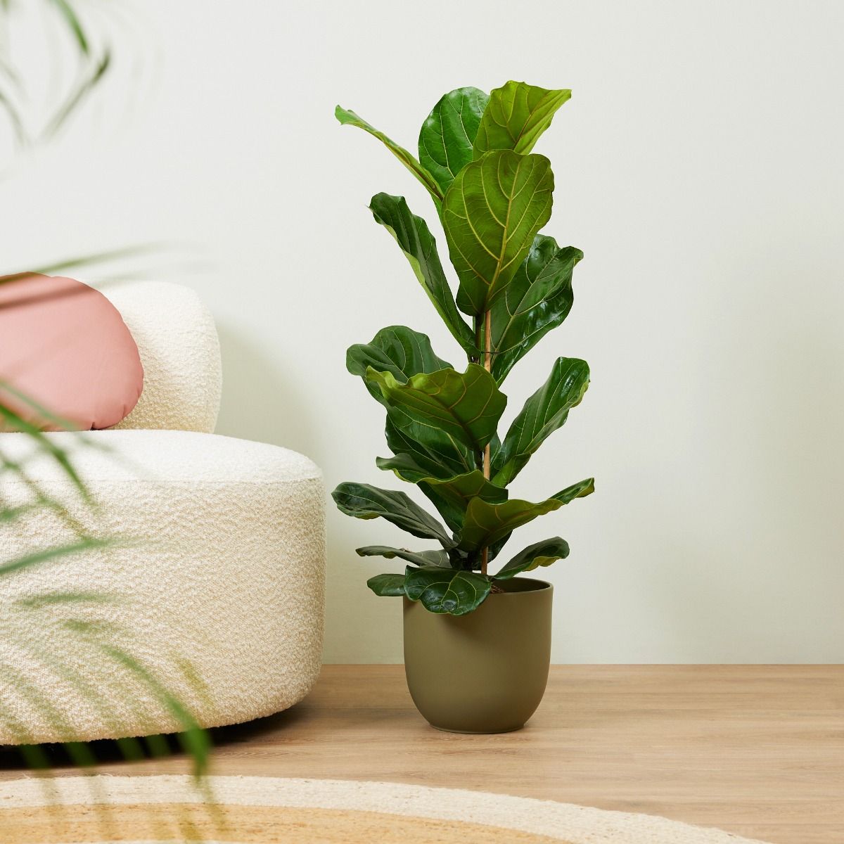 ficus-min درخت انجیر برگ کمانچه بالغ یا فیکوس - Image 1